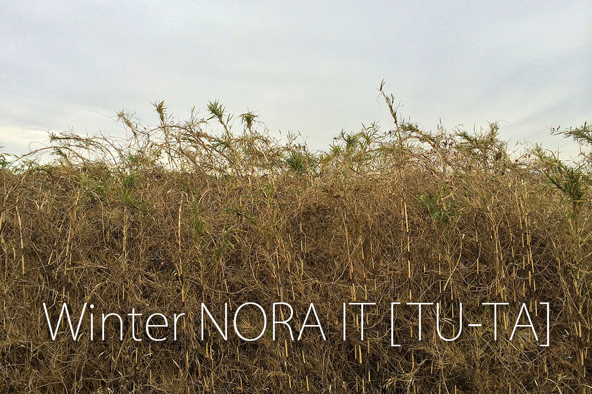 冬場のNORA ITでよく見られるツタ[TU-TA]がクリエイティブを刺激する