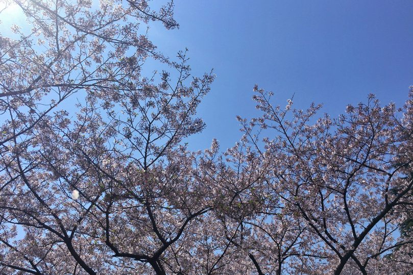 やっぱり春は桜で花見で野良IT！でも実は桜より野草が野良ITにはマッチしていた！